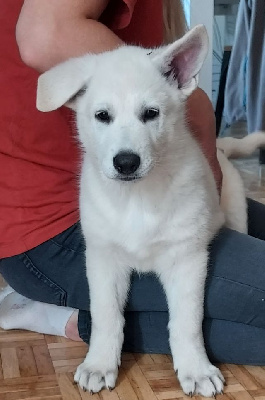 CHIOT